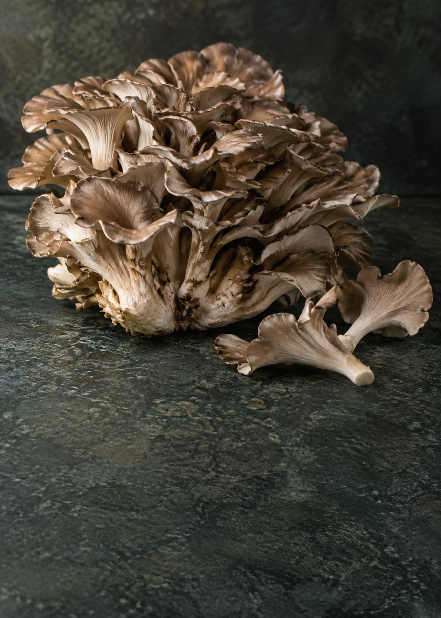 Maitake Mushroom (fruit body)