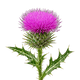 Milk Thistle