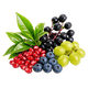 Phytonutrient Blend
